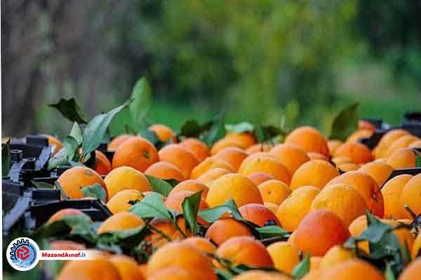 پیشنهاد راهبردی مازندران در خصوص تنظیم بازار برنج و مرکبات کشور
