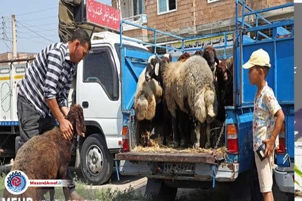 فروش دوره گردی دام در مازندران؛ گوشت در کانال حیرانی!