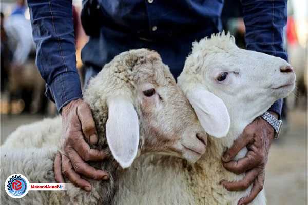  قیمت دام زنده برای عید قربان 1403 اعلام شد 