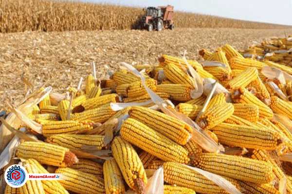 تعفن نابسامانی در انبارهای ذرت/ کدام را باید به دریا ریخت؛ نهاده های مازاد یا نهادهای از قید آزاد؟