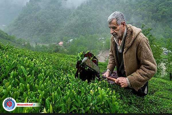 تولید  ۵۲۰ تن چای خشک در تنکابن و عباس آباد 