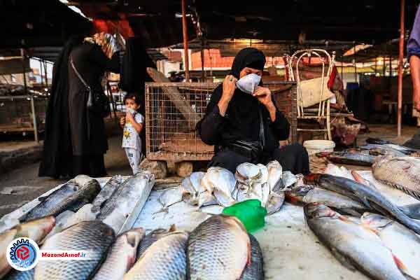 رونق بازار ماهی فریدونکنار پس از تعطیلی مرکز غیرقانونی فروش پرندگان مهاجر