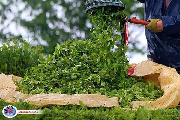 اعلام قیمت خرید تضمینی برگ سبز چای درجه یک و دو