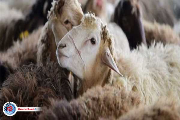  اجرای طرح‌های نظارتی ویژه عید قربان با ۱۱۹ تیم دامپزشکی در مازندران